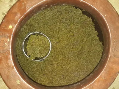 Décuvage d'un qwevri de vin orange