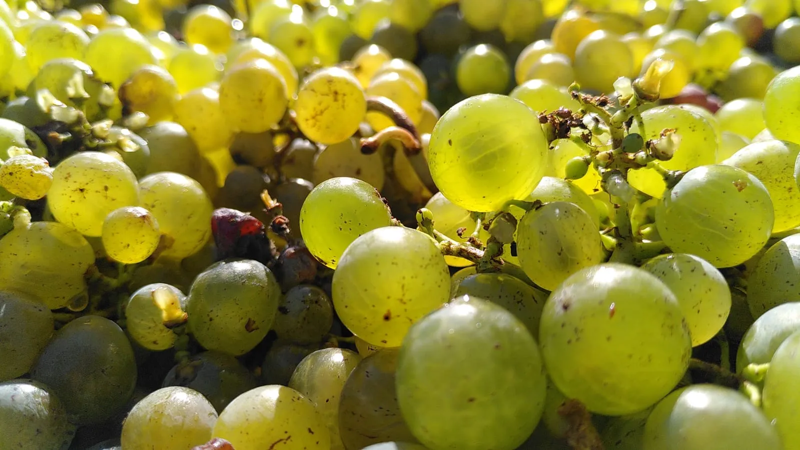 Grappes de Sémillon pour l'Oxymore blanc