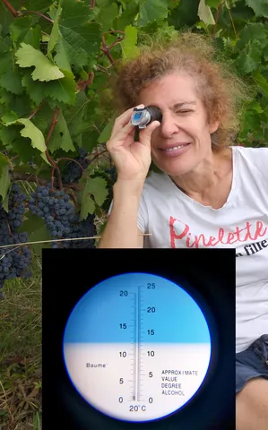 <p>Comment décider de la date des vendanges à Castillon ?…